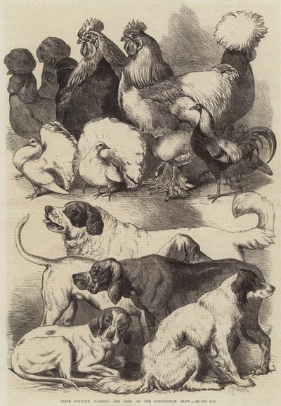 Preisgeflügel, Tauben und Hunde auf der Birmingham Show von Harrison William Weir